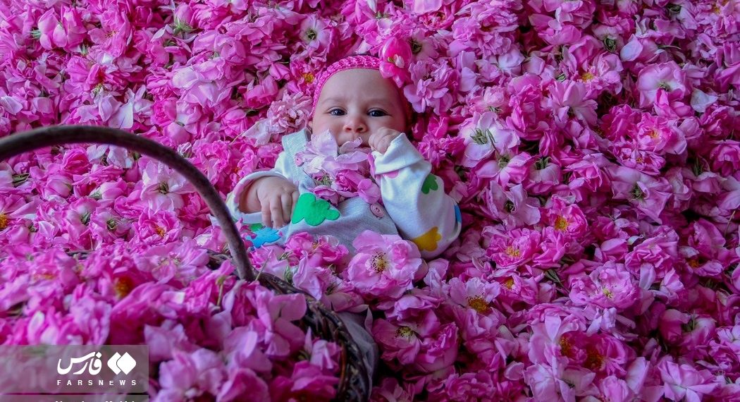 Rose harvest in southern Iran