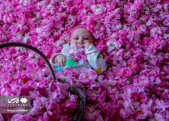 Rose harvest in southern Iran