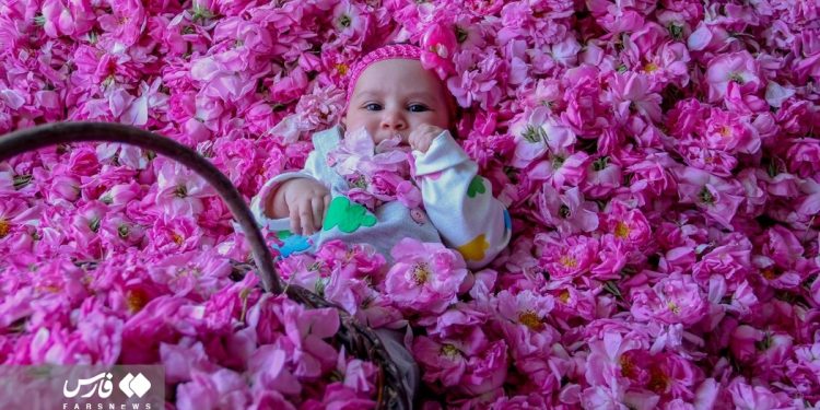 Rose harvest in southern Iran
