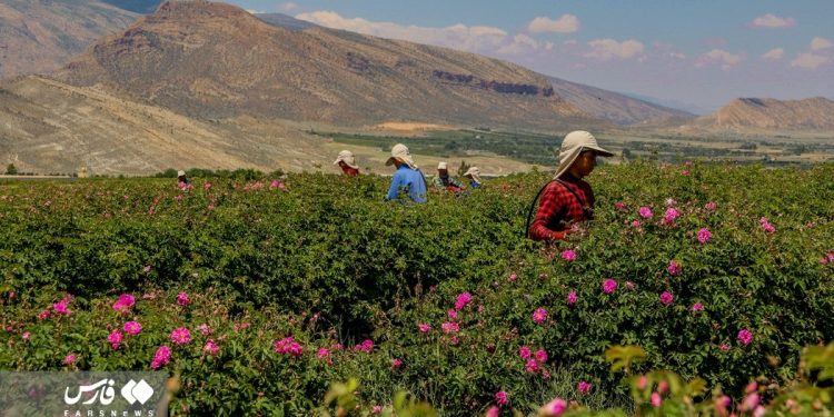 Rose harvest in southern Iran