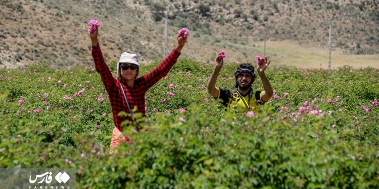 Rose harvest in southern Iran