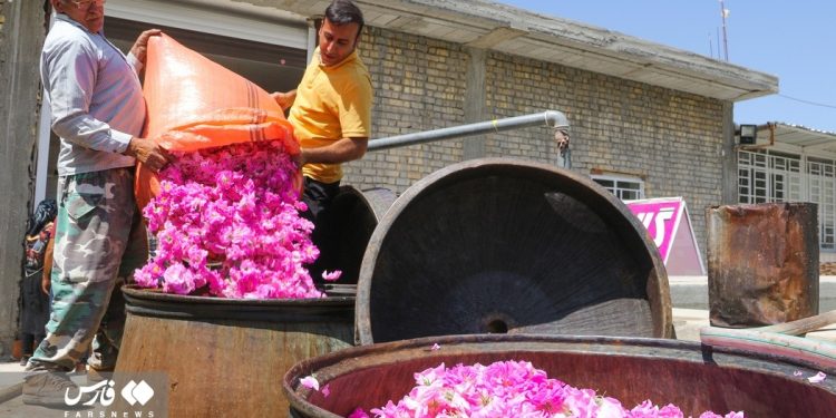 Rose harvest in southern Iran