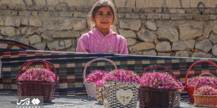 Rose harvest in southern Iran