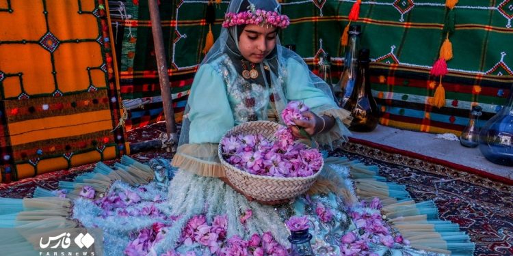 Rose harvest in southern Iran