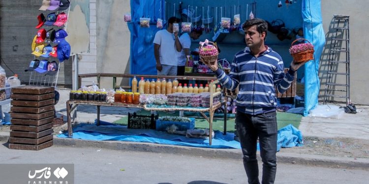 Rose harvest in southern Iran