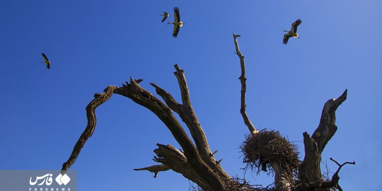 A trip to Iran’s capital of street theater