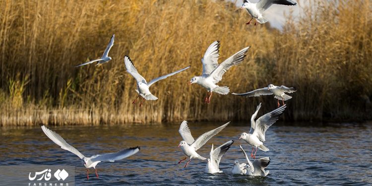A trip to Iran’s capital of street theater